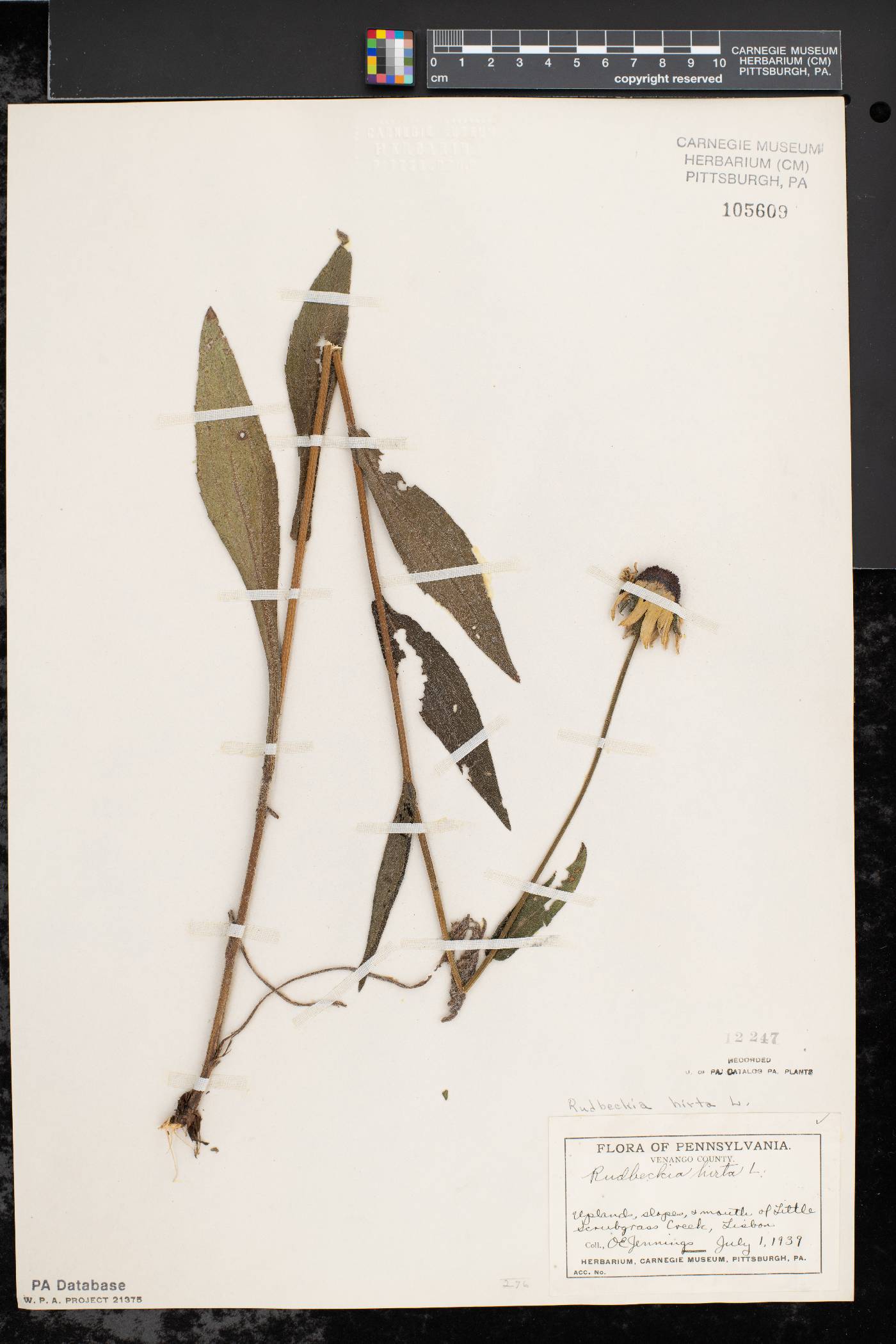 Rudbeckia hirta var. hirta image