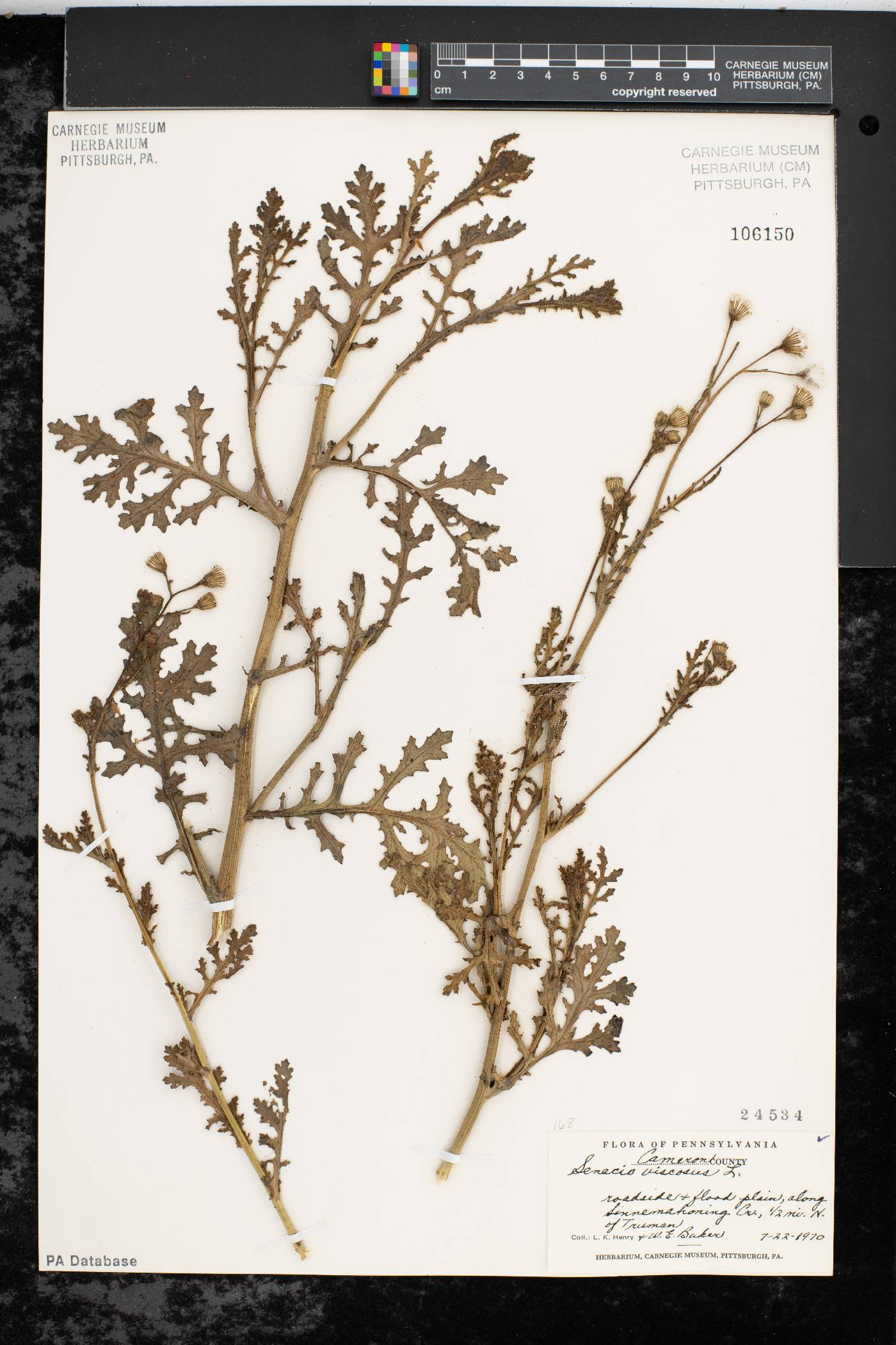 Senecio viscosus image