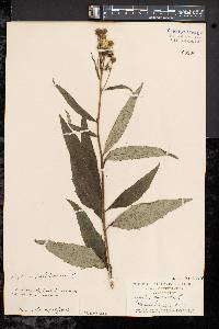 Silphium asteriscus var. trifoliatum image