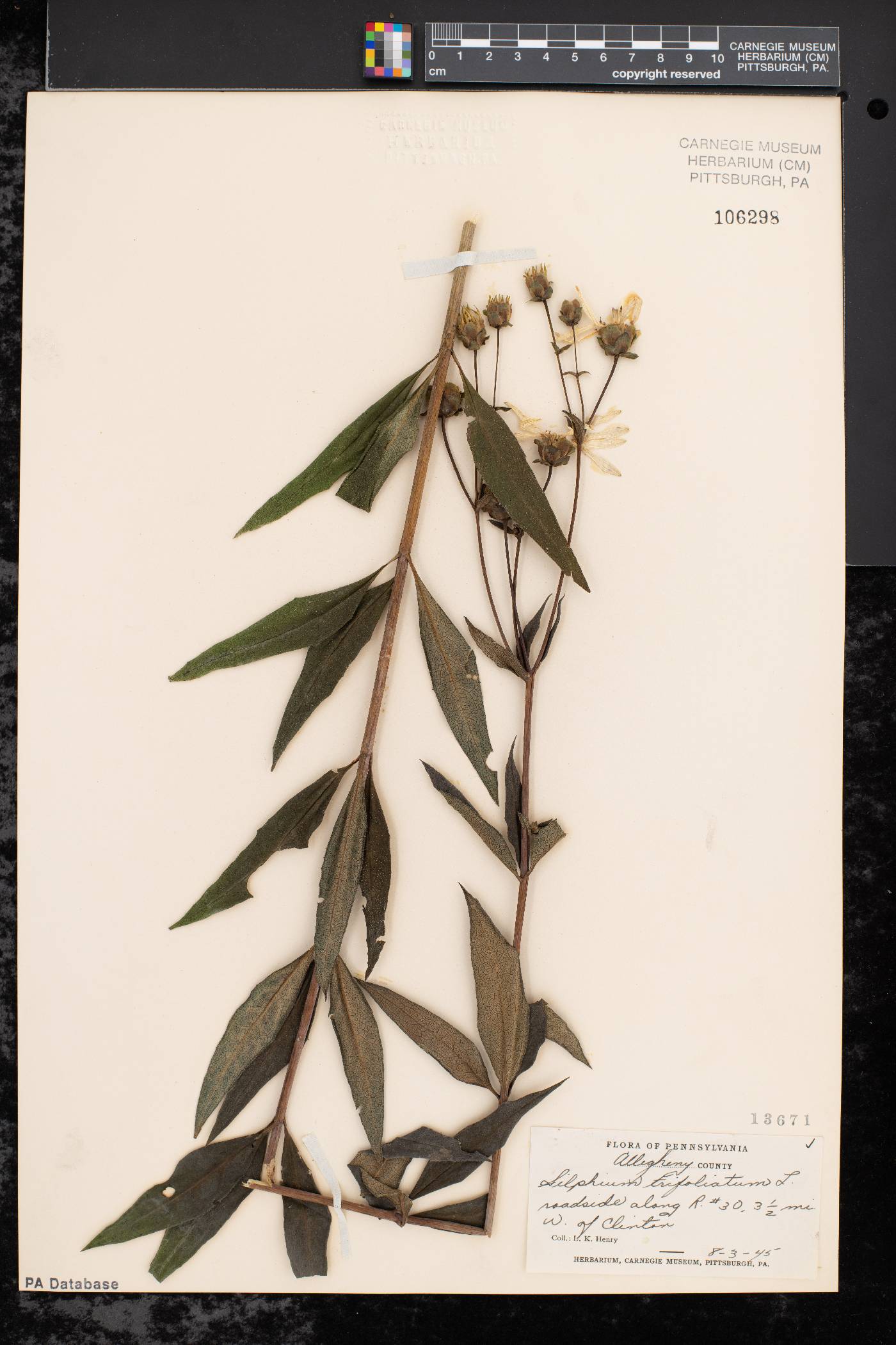 Silphium asteriscus var. trifoliatum image