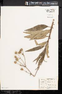 Silphium asteriscus var. trifoliatum image