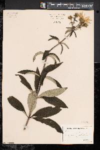 Silphium asteriscus var. trifoliatum image