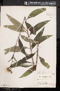 Silphium asteriscus image