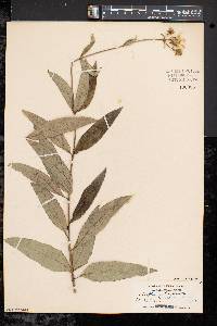 Silphium asteriscus var. trifoliatum image