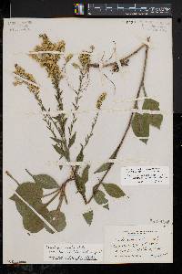 Solidago arguta var. harrisii image