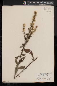 Solidago bicolor image