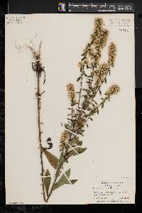 Solidago bicolor image