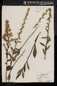 Solidago bicolor image