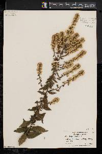 Solidago bicolor image