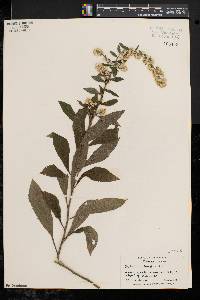 Solidago bicolor image