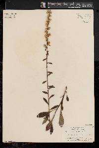 Solidago bicolor image