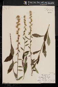 Solidago bicolor image