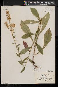 Solidago bicolor image