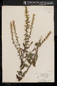 Solidago bicolor image