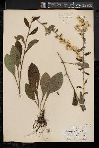 Solidago bicolor image