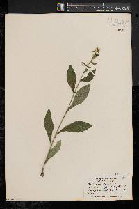 Solidago bicolor image