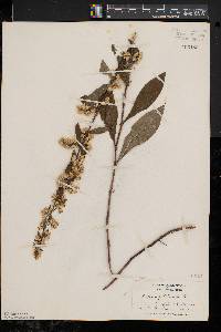 Solidago bicolor image