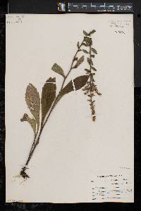 Solidago bicolor image