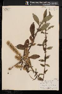 Solidago bicolor image