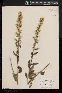 Solidago bicolor image