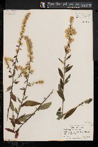 Solidago bicolor image