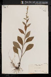 Solidago bicolor image