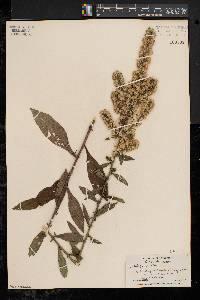 Solidago bicolor image