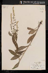 Solidago bicolor image