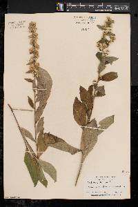 Solidago bicolor image