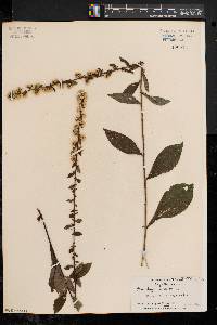 Solidago bicolor image