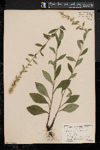 Solidago bicolor image