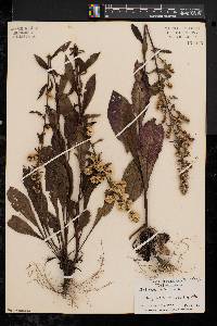 Solidago bicolor image