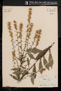 Solidago bicolor image