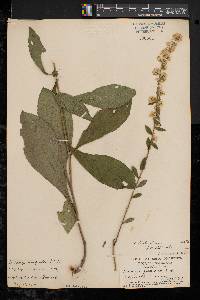 Solidago bicolor image