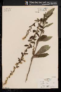 Solidago bicolor image