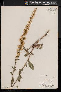 Solidago bicolor image