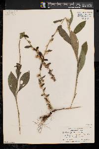 Solidago bicolor image