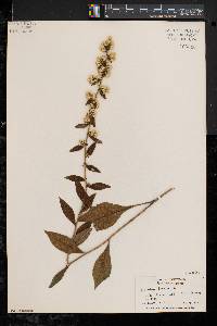 Solidago bicolor image