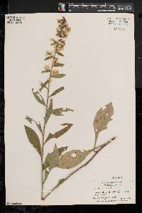 Solidago bicolor image