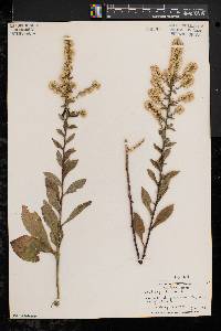 Solidago bicolor image