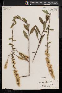 Solidago bicolor image