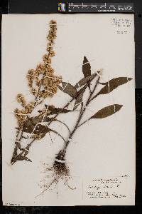 Solidago bicolor image