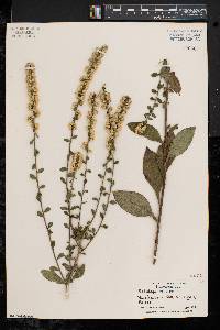 Solidago bicolor image