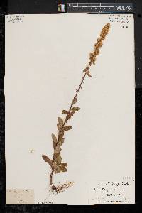 Solidago bicolor image