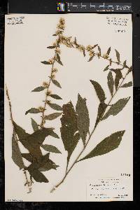 Solidago bicolor image