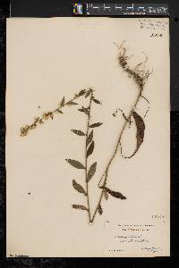 Solidago bicolor image