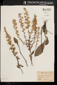 Solidago bicolor image