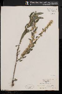 Solidago bicolor image