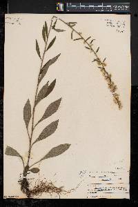 Solidago bicolor image