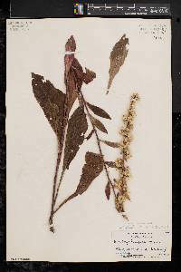 Solidago bicolor image